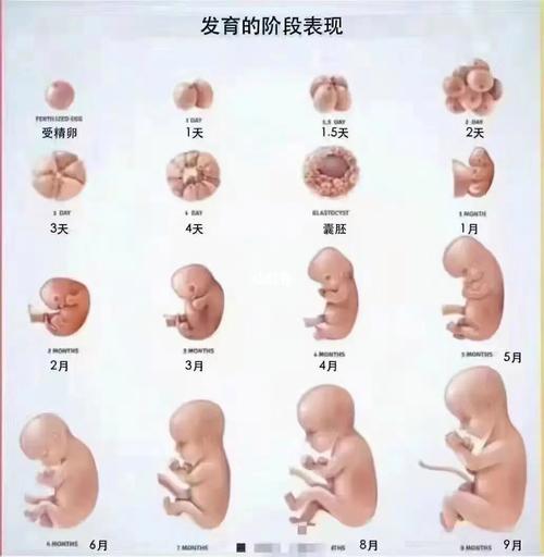 第三代代孕妈妈宝宝什么时候能坐