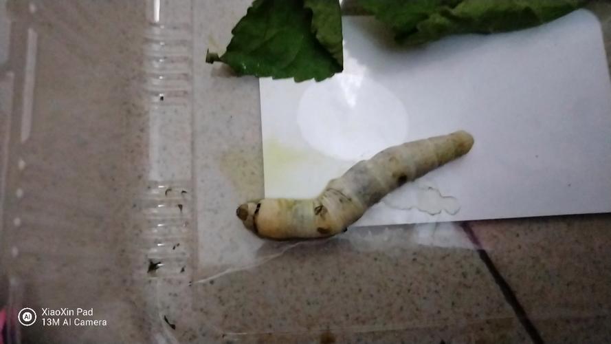 蚕试管助孕代生宝宝为什么死了